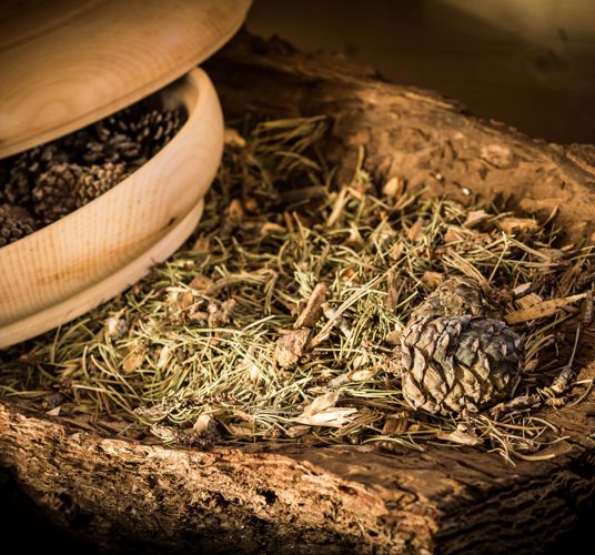 Dried mountain pine